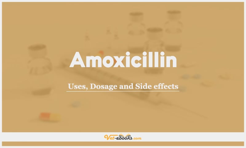 Amoxicillin: Uses, Dosage and Side Effects
