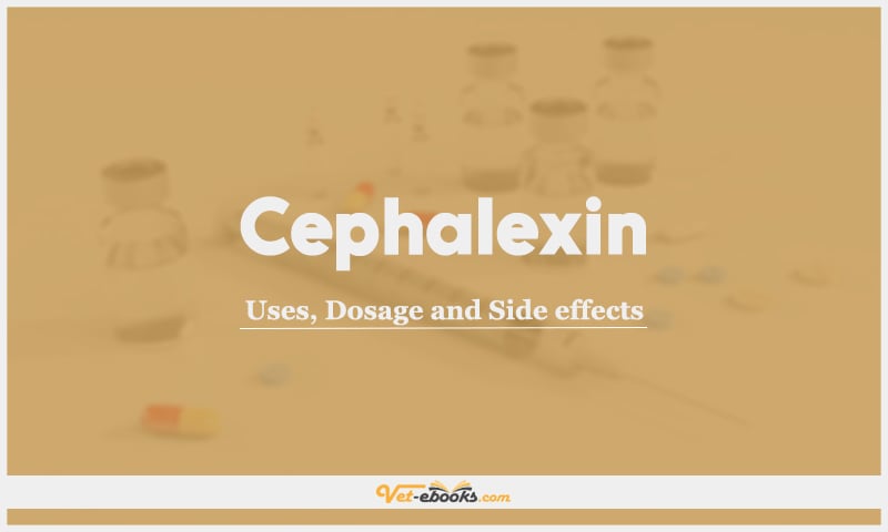Cephalexin For Dogs and Cats: Uses, Dosage and Side Effects