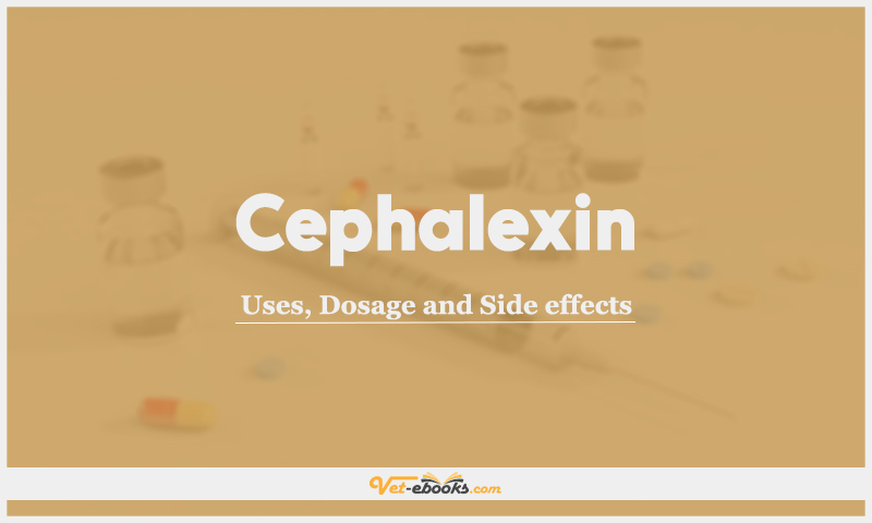 Cephalexin For Dogs and Cats: Uses, Dosage and Side Effects