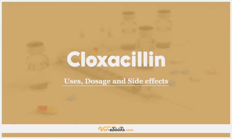 Cloxacillin: Uses, Dosage and Side Effects