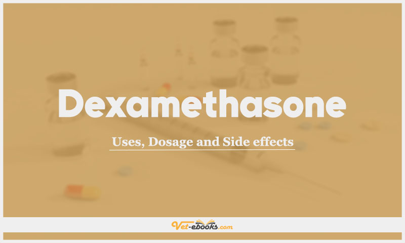 Dexamethasone Dose For Dogs & Cats | Vet Drugs List
