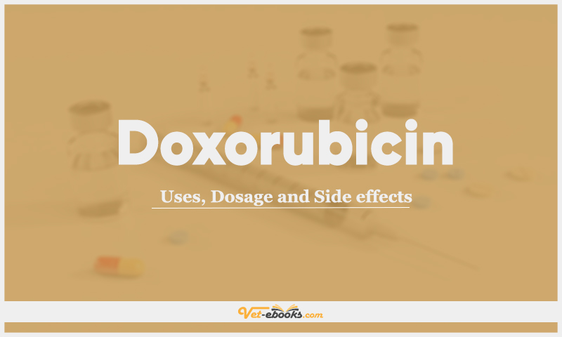 Doxorubicin (Adriamycin)