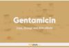 Gentamicin In Dogs and Cats: Uses, Dosage and Side Effects