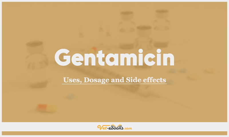 Gentamicin In Dogs and Cats: Uses, Dosage and Side Effects