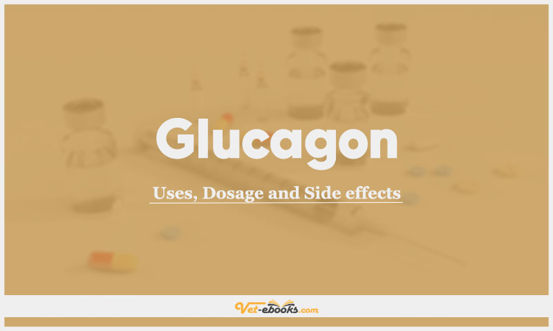 Glucagon In Dogs and Cats: Uses, Dosage and Side Effects