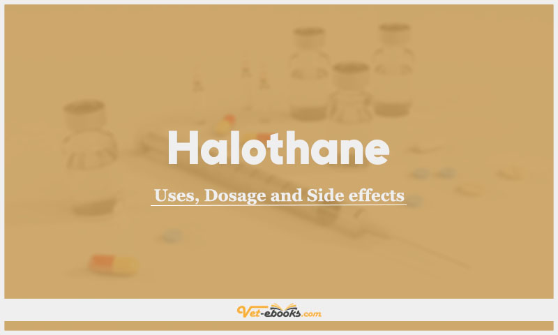 Halothane in Dogs and Cats: Uses, Dosage and Side Effects