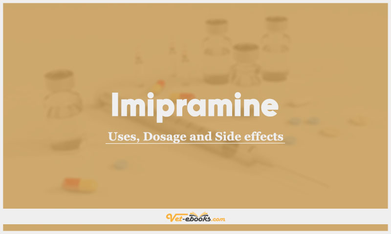 Imipramine In Dogs & Cats: Uses, Dosage and Side Effects