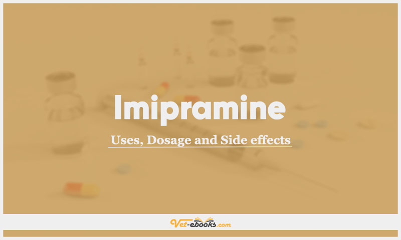 Imipramine In Dogs & Cats: Uses, Dosage and Side Effects