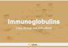 Immunoglobulins Dogs & Cats: Uses, Dosage and Side Effects