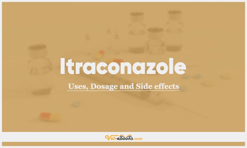 Itraconazole In Dogs & Cats: Uses, Dosage and Side Effects