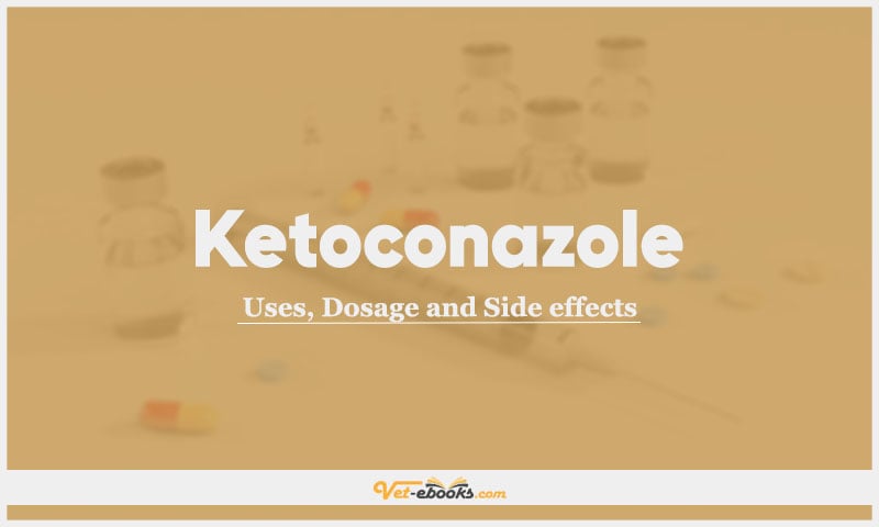 Ketoconazole In Dogs & Cats: Uses, Dosage and Side Effects