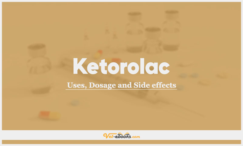 Ketorolac In Dogs & Cats: Uses, Dosage and Side Effects