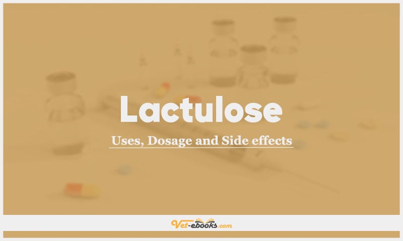 Lactulose In Dogs & Cats: Uses, Dosage and Side Effects