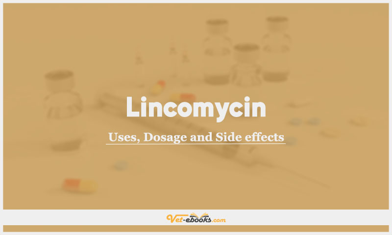 Lincomycin In Dogs & Cats: Uses, Dosage and Side Effects