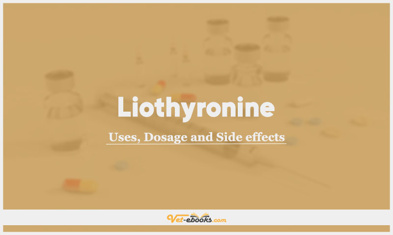 Liothyronine In Dogs & Cats: Uses, Dosage and Side Effects