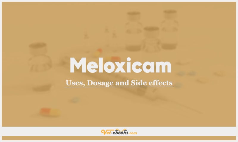 Meloxicam In Dogs & Cats: Uses, Dosage and Side Effects