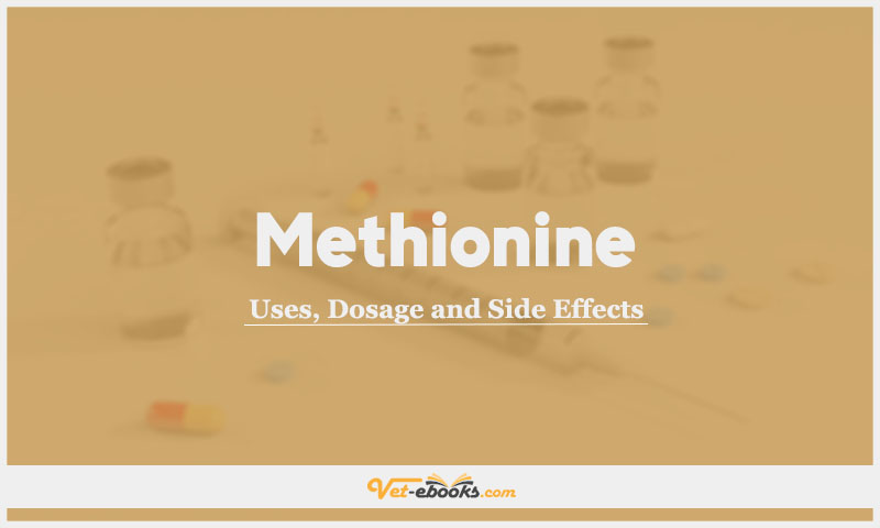 Methionine In Dogs & Cats: Uses, Dosage and Side Effects