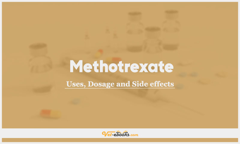 Methotrexate In Dogs & Cats: Uses, Dosage and Side Effects