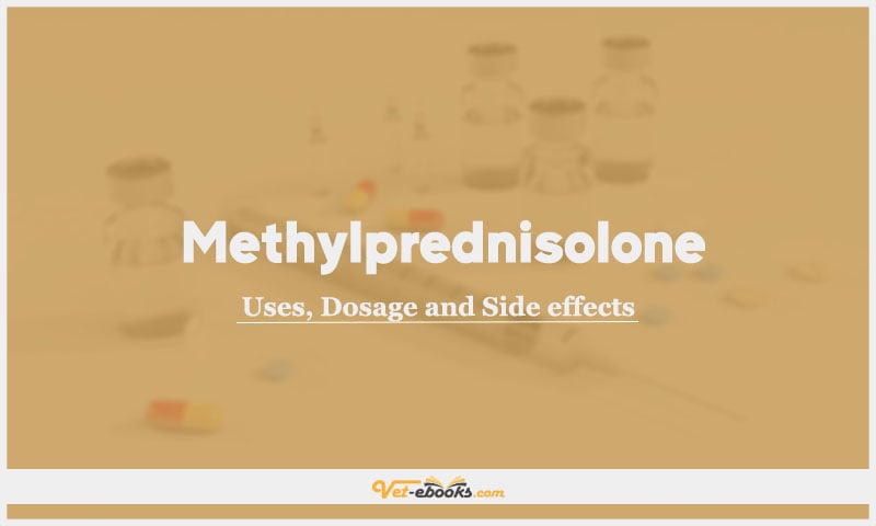 Methylprednisolone In Dogs & Cats: Uses, Dosage and Side Effects