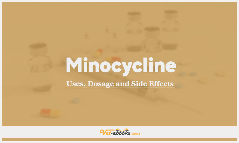 Minocycline In Dogs & Cats: Uses, Dosage and Side Effects