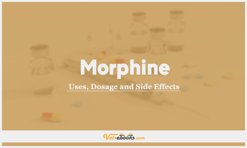 Morphine In Dogs & Cats: Uses, Dosage and Side Effects