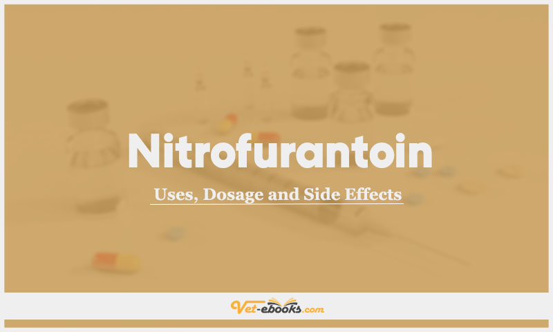 Nitrofurantoin In Dogs & Cats: Uses, Dosage and Side Effects