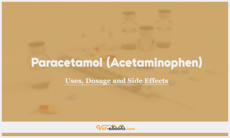 Paracetamol (Acetaminophen) In Dogs & Cats: Uses, Dosage and Side Effects