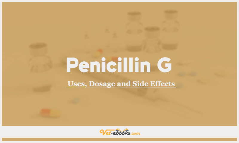 Penicillin G (Benzyl penicillin) In Dogs & Cats: Uses, Dosage and Side Effects