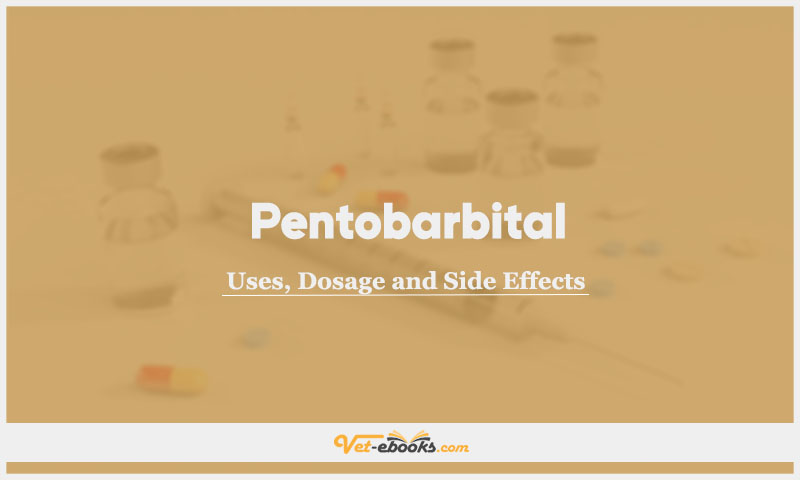 Pentobarbital (Pentobarbitone) In Dogs & Cats: Uses, Dosage and Side Effects