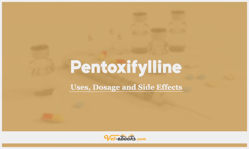 Pentoxifylline In Dogs & Cats: Uses, Dosage and Side Effects