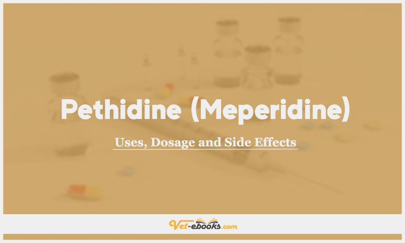 Pethidine (Meperidine) In Dogs & Cats: Uses, Dosage and Side Effects