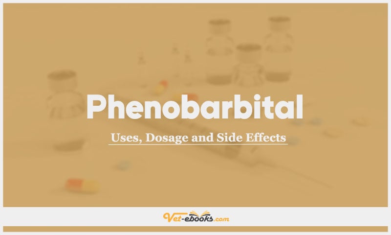 Phenobarbital In Dogs & Cats: Uses, Dosage and Side Effects