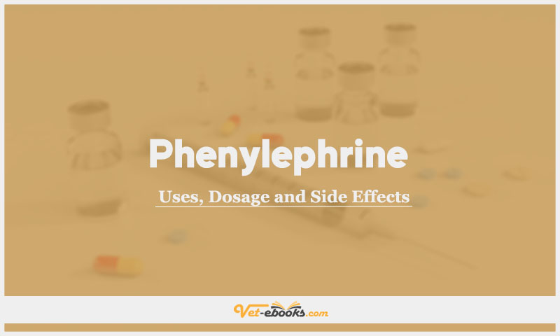 Phenylephrine In Dogs & Cats: Uses, Dosage and Side Effects