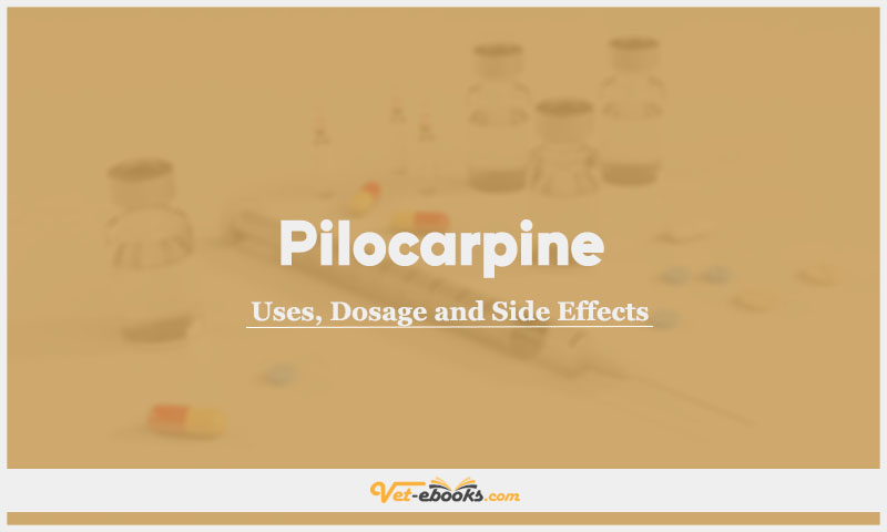 Pilocarpine In Dogs & Cats: Uses, Dosage and Side Effects