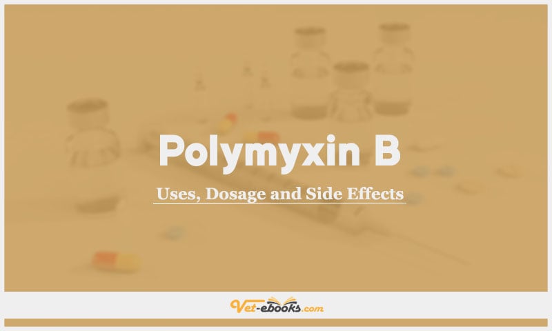 Polymyxin B In Dogs & Cats: Uses, Dosage and Side Effects