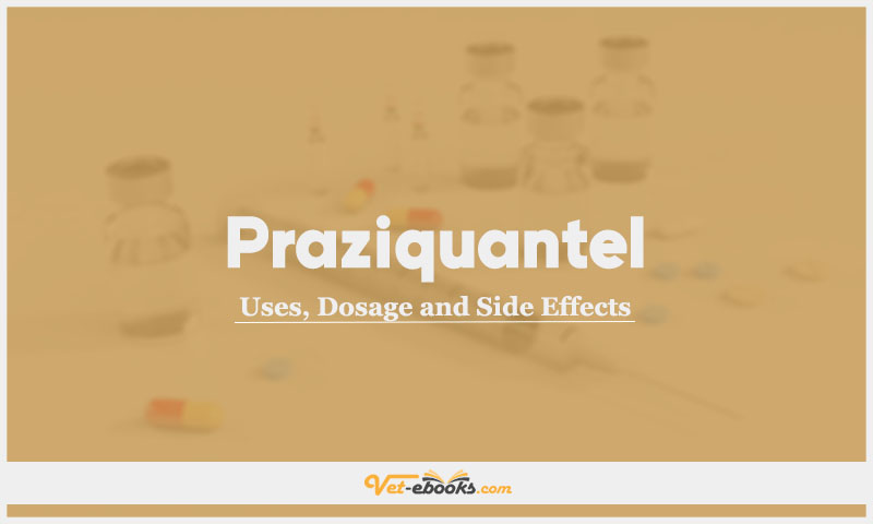 Praziquantel In Dogs & Cats: Uses, Dosage and Side Effects