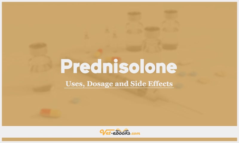 Prednisolone In Dogs & Cats: Uses, Dosage and Side Effects