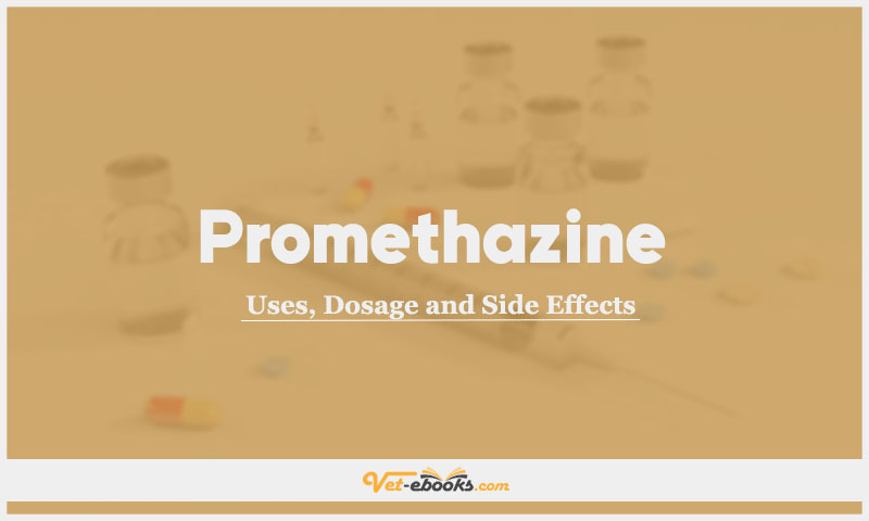 Promethazine In Dogs & Cats: Uses, Dosage and Side Effects