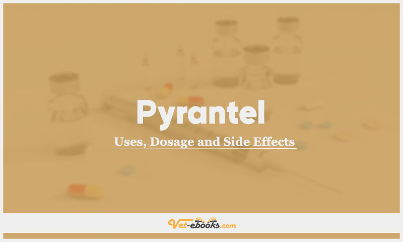 Pyrantel In Dogs & Cats: Uses, Dosage and Side Effects