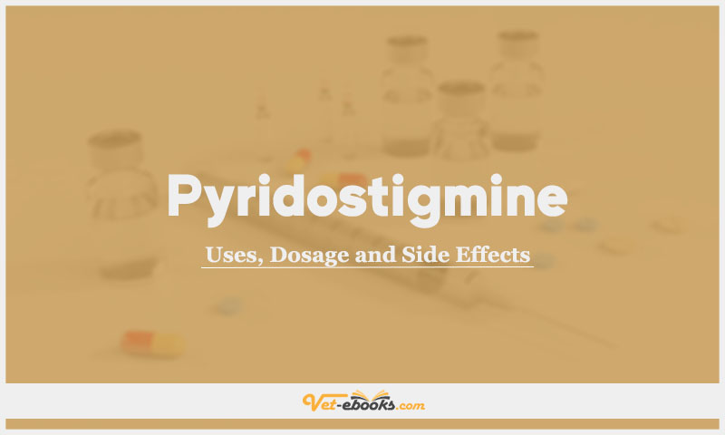 Pyridostigmine In Dogs & Cats: Uses, Dosage and Side Effects