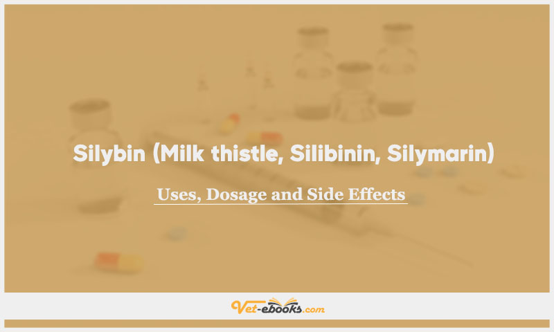 Silybin (Milk thistle, Silibinin, Silymarin) In Dogs & Cats: Uses, Dosage and Side Effects