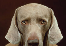 Dogs: A Philosophical Guide to Our Best Friends