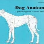 Dog Anatomy: A Pictorial Approach to Canine Structure PDF