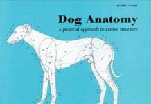 Dog Anatomy: A Pictorial Approach to Canine Structure PDF