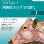 color atlas of veterinary anatomy the ruminants pdf