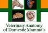 Veterinary Anatomy of Domestic Mammals 3rd Edition PDF