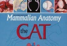 mammalian anatomy the cat pdf