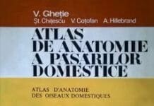 Ghetie’s Anatomical Atlas Of Domestic Birds By Vasile Gheție, St. Chitescu, V. Cotofan, A. Hillebrand
