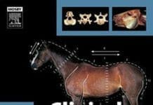 Clinical Anatomy of the Horse PDF By Hillary M. Clayton, Peter F. Flood and Diana S. Rosenstein