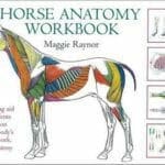 the horse anatomy workbook pdf